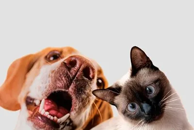 Cachorro e gato