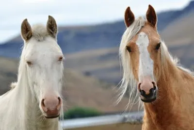 Caballos jigsaw puzzle