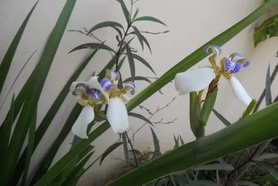 FLORES