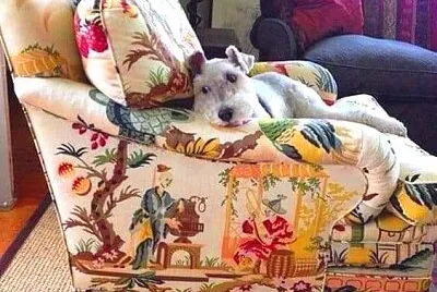 perro