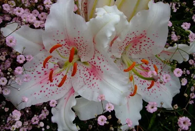 flores hermosa