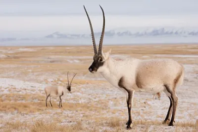 Tibetan antelope w/ baby in the desert