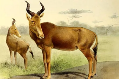 Extinct Antelope species jigsaw puzzle