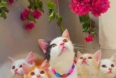 gato