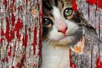 gato