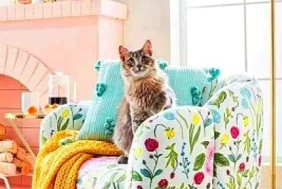 gato