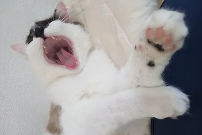 titi