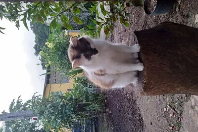 titi