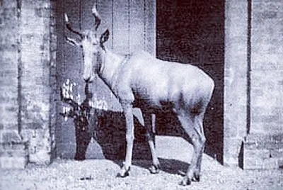 T tubi 2 jigsaw puzzle