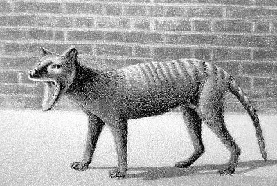 Extinct tasmanian 2 jigsaw puzzle