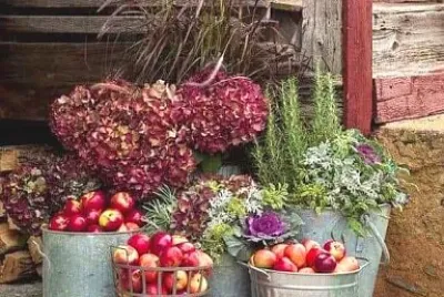 alimentos