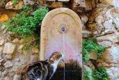 gato