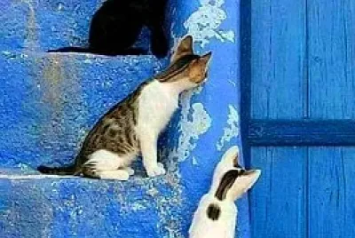 gato