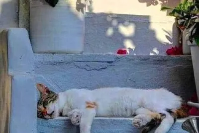 gato