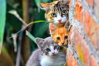 gato