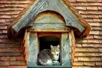 gato