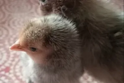 Poussins 2024