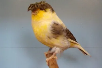 Toy