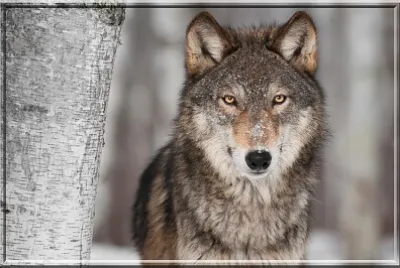 Loup gris