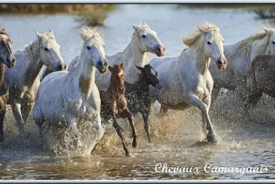 Chevaux Camarguais