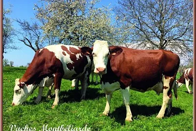 Vaches Montbéliardes