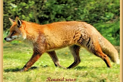 Renard Roux