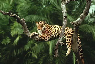 Jaguar