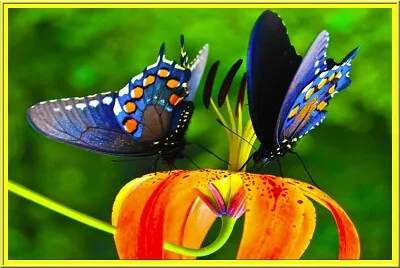 Papillon