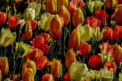 tulipanomania jigsaw puzzle