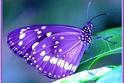 Papillon