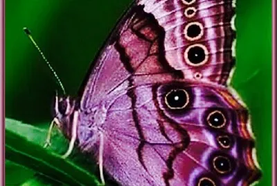 Papillon