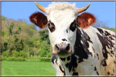 Vache Normande