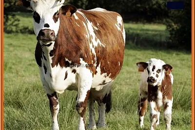 Vache et son veau
