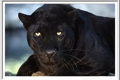 Panthère noire