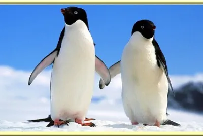 Pingouins