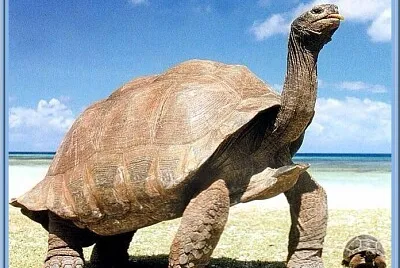 Tortues géantes