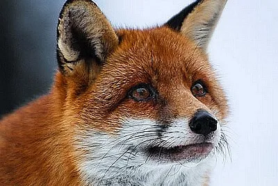 Renard