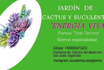 Vivero