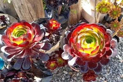 AEONIUM