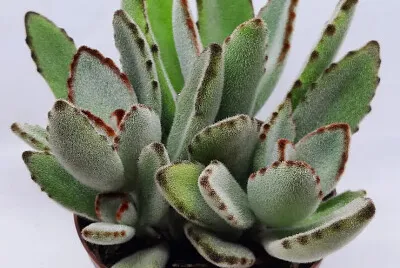 KALANCHOE TOMETOSA