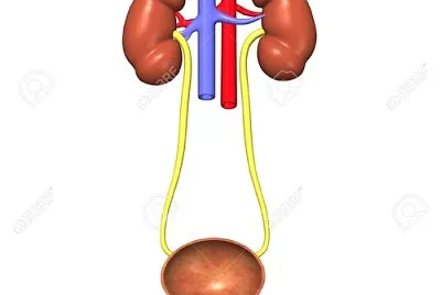 sistema excretor