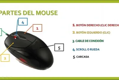 Partes del mouse