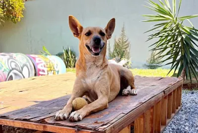 Toy