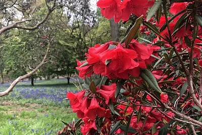 Rhododendron   bluebells, Winkworth, Surrey