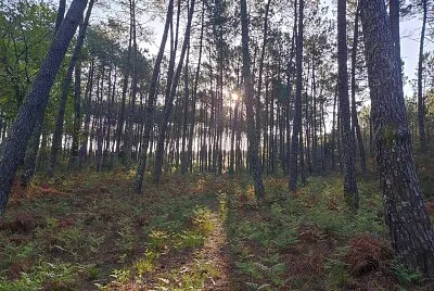 Forêt Landaise - Commensacq