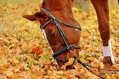 Toy jigsaw puzzle