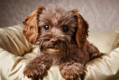 perrito