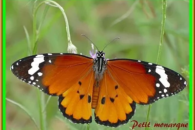 Petit monarque