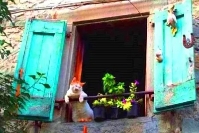 gato