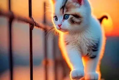 gato